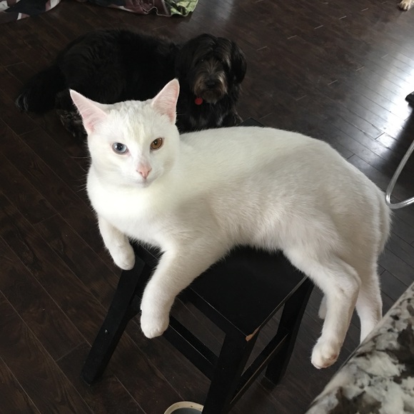 Meet your Posher, Donna - Picture 1 of 1